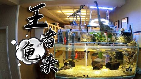 烏龜可以跟魚一起養嗎|龜缸裏能養哪些魚？ 適合龜缸裏養的魚，能和龜混養。